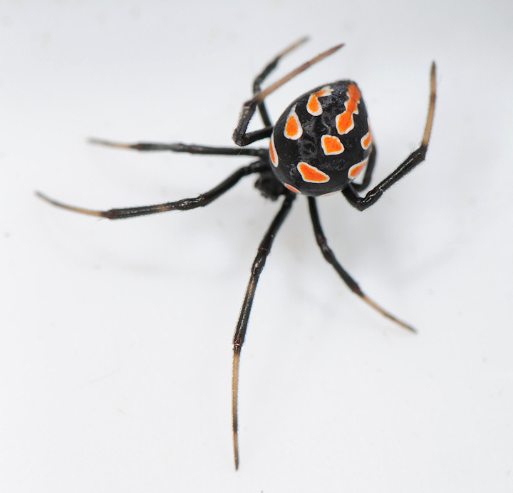 Malmignatta, Latrodectus tredecimguttatus