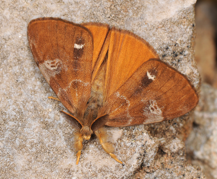 Orgyia trigotephras