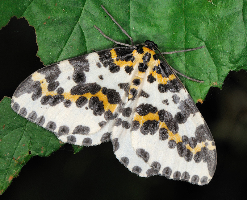 Raro caso di farfalla e bruco con gli stessi colori