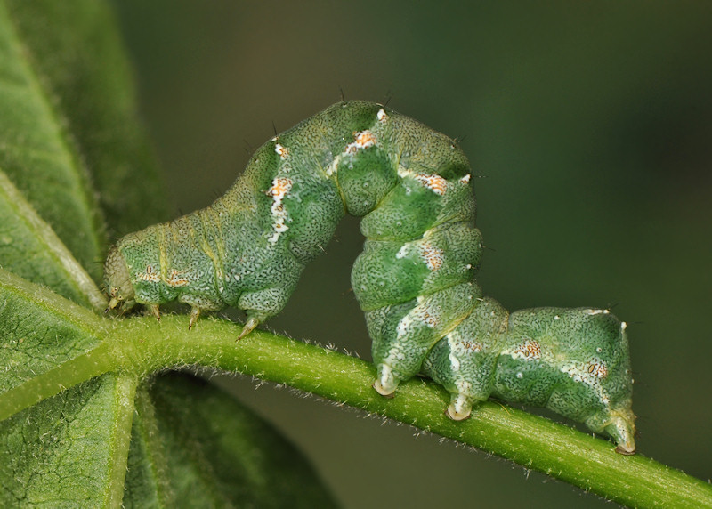 Bruco di Acontia lucida