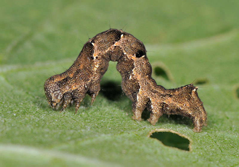 Bruco di Acontia lucida