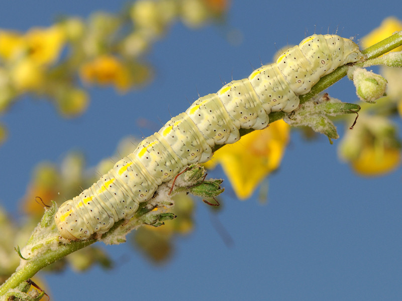 Bruco da identificare: Cucullia (Shargacucullia) lychnitis