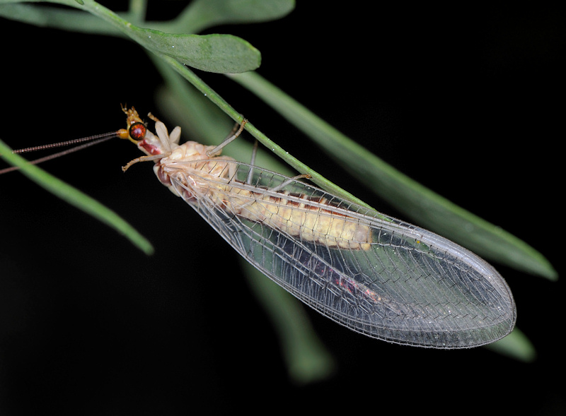 Mantispa styriaca e Italochrysa italica