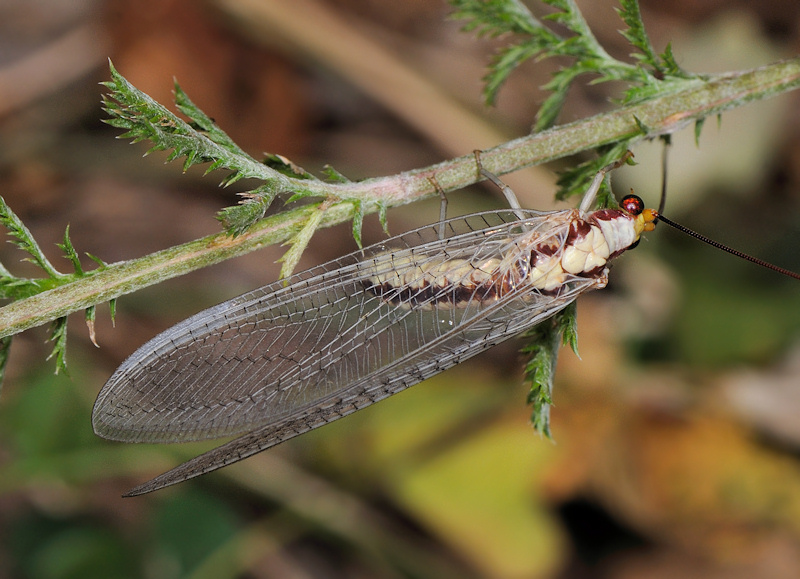 Mantispa styriaca e Italochrysa italica