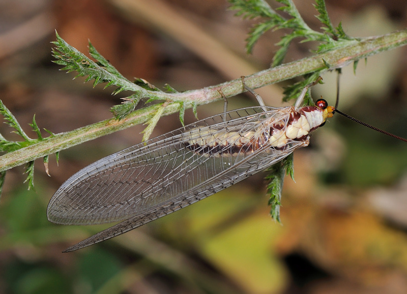 Mantispa styriaca e Italochrysa italica