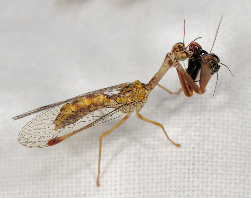 Mantispa styriaca e Italochrysa italica