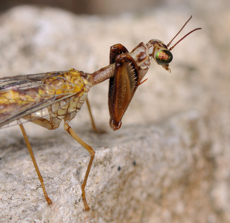 Mantispa styriaca e Italochrysa italica