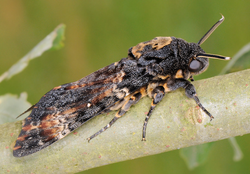 Ciclo vitale della Sfinge testa di morto, Acherontia atropos