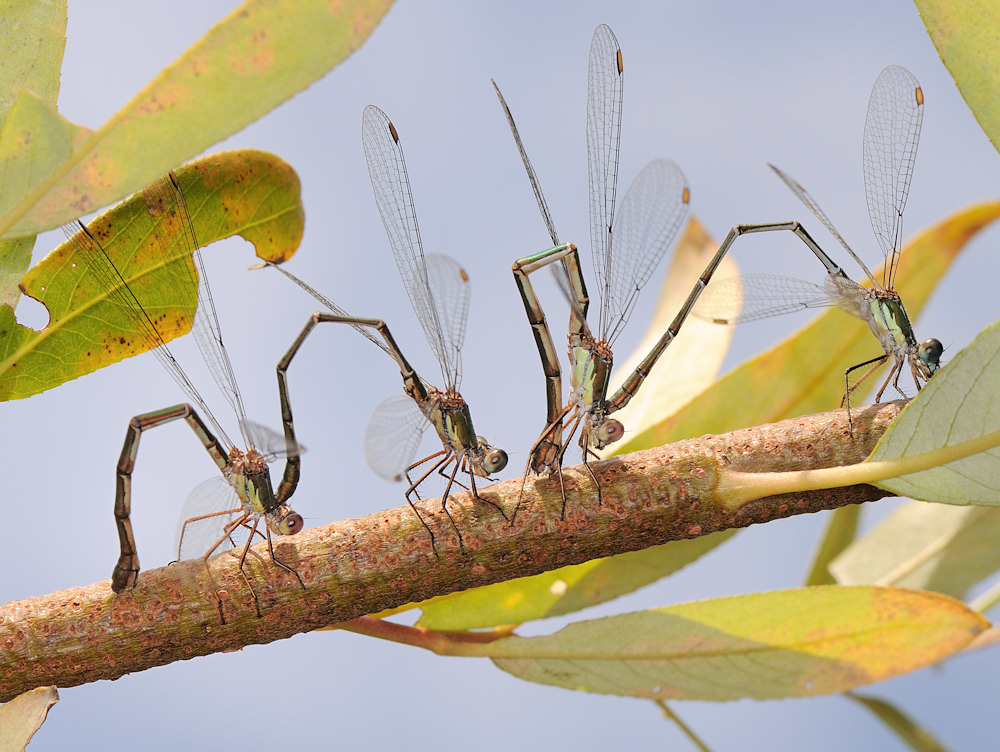 Deposizione di Chalcolestes su salice bianco