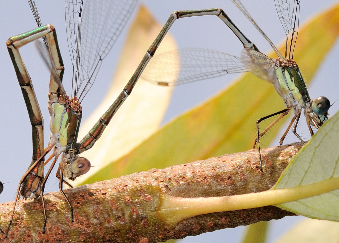 Deposizione di Chalcolestes su salice bianco