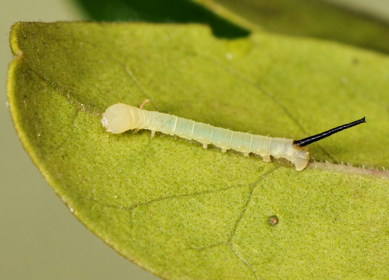 Ciclo vitale della Sfinge testa di morto, Acherontia atropos