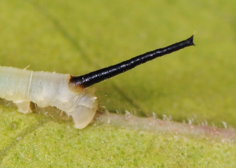 Ciclo vitale della Sfinge testa di morto, Acherontia atropos