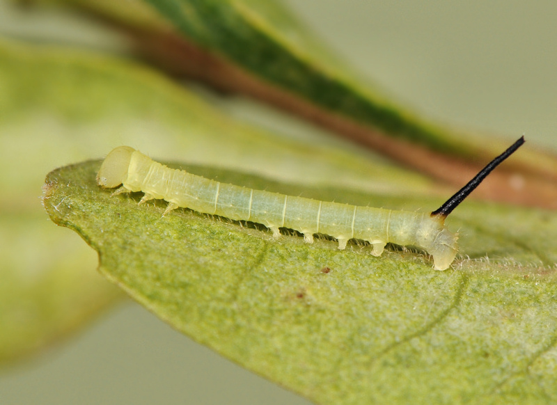 Ciclo vitale della Sfinge testa di morto, Acherontia atropos