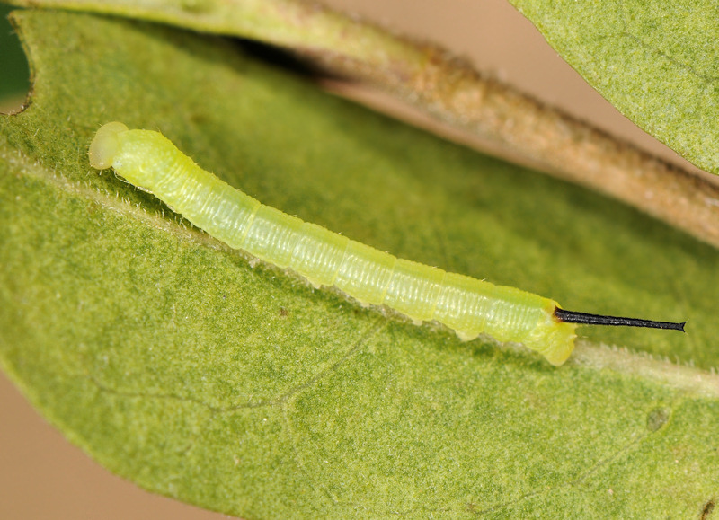 Ciclo vitale della Sfinge testa di morto, Acherontia atropos