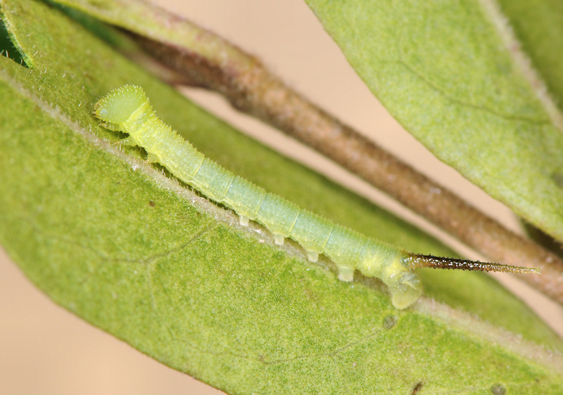 Ciclo vitale della Sfinge testa di morto, Acherontia atropos