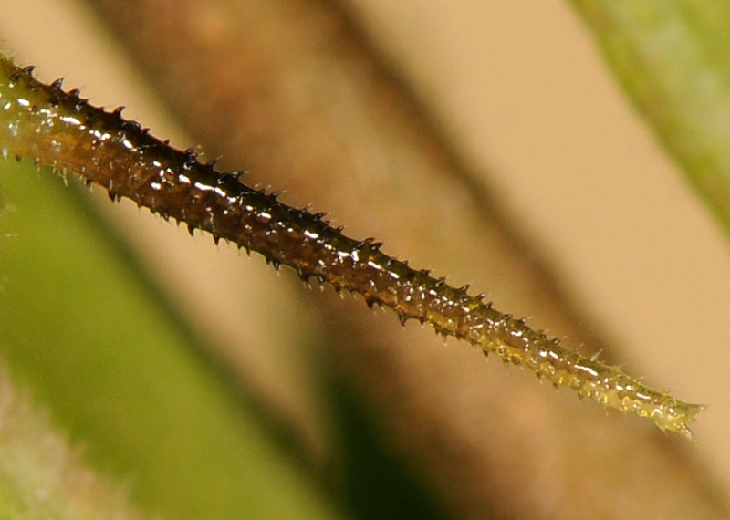 Ciclo vitale della Sfinge testa di morto, Acherontia atropos