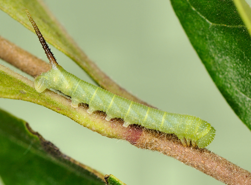 Ciclo vitale della Sfinge testa di morto, Acherontia atropos