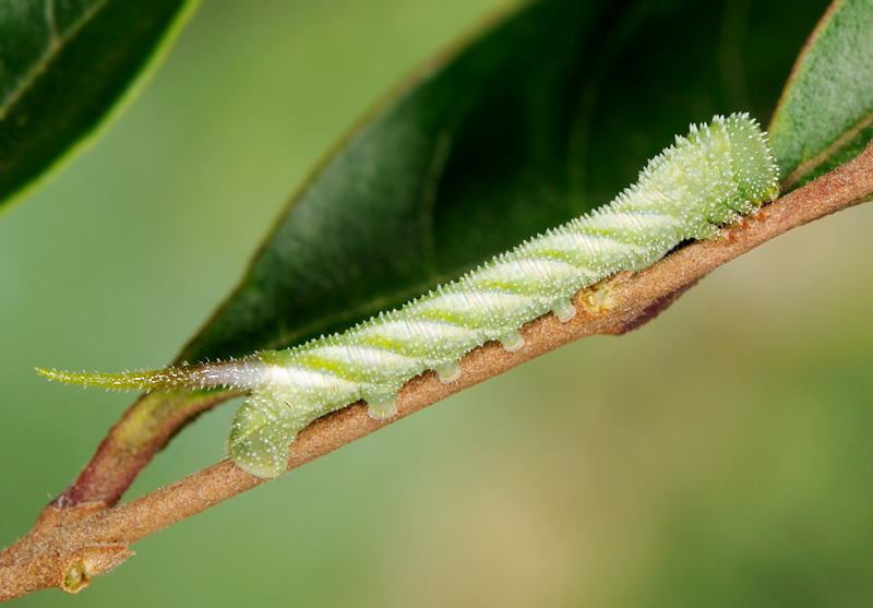 Ciclo vitale della Sfinge testa di morto, Acherontia atropos