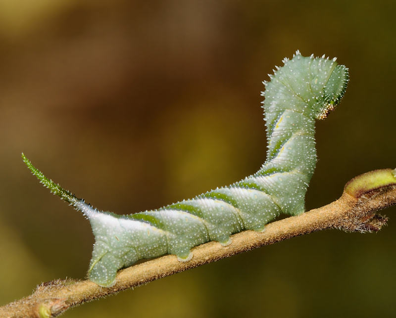 Ciclo vitale della Sfinge testa di morto, Acherontia atropos