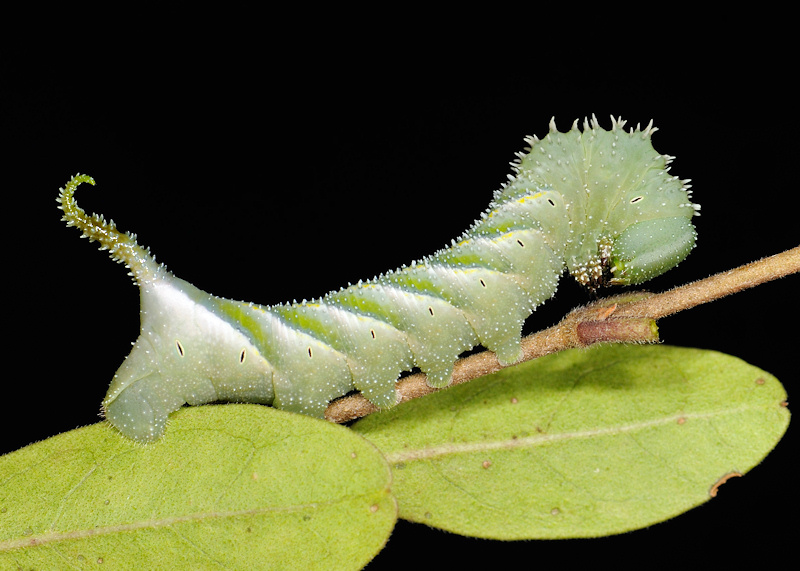 Ciclo vitale della Sfinge testa di morto, Acherontia atropos