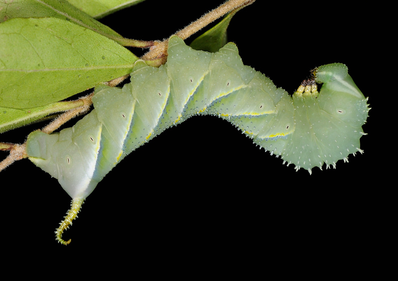 Ciclo vitale della Sfinge testa di morto, Acherontia atropos