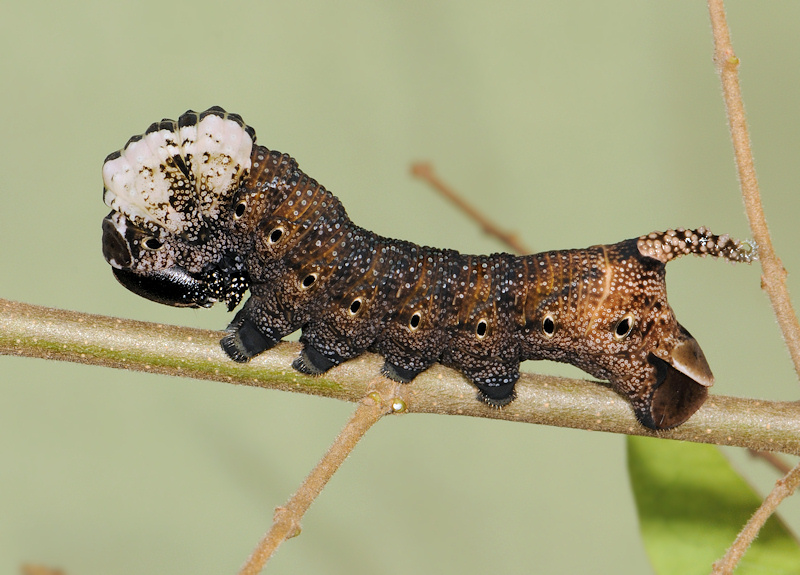 Ciclo vitale della Sfinge testa di morto, Acherontia atropos