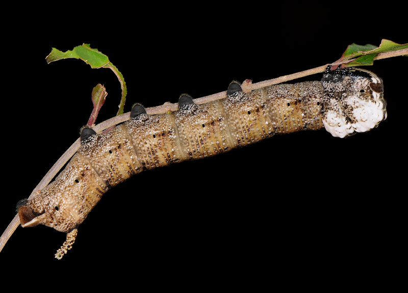 Ciclo vitale della Sfinge testa di morto, Acherontia atropos