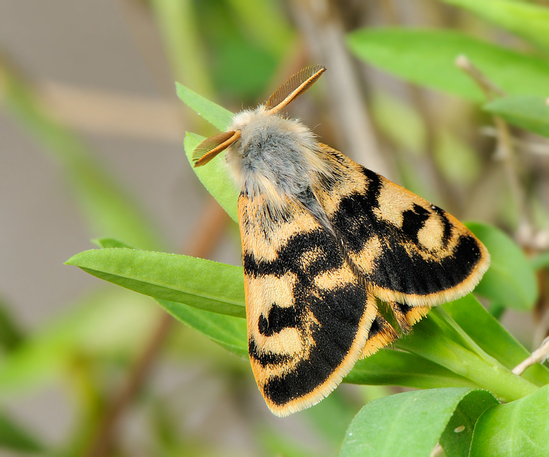 Dedicata a Marcello: maschio di Orgyia (Clethrogyna) dubia