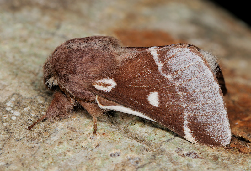 58 maschi di Eriogaster lanestris...