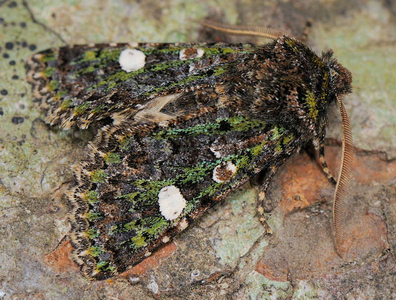 58 maschi di Eriogaster lanestris...