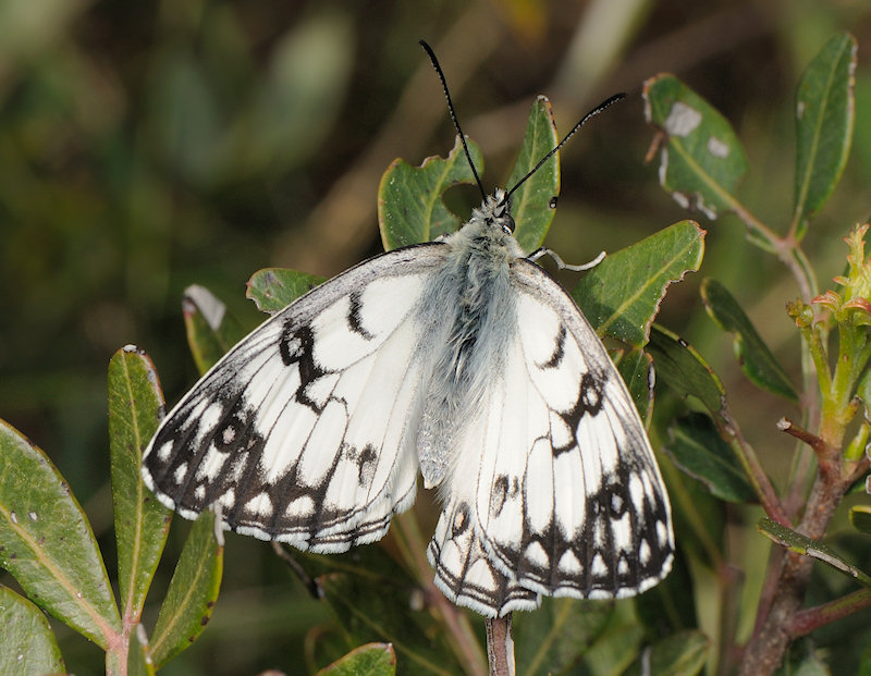 Melanargia Arge dove pi vicino a Roma