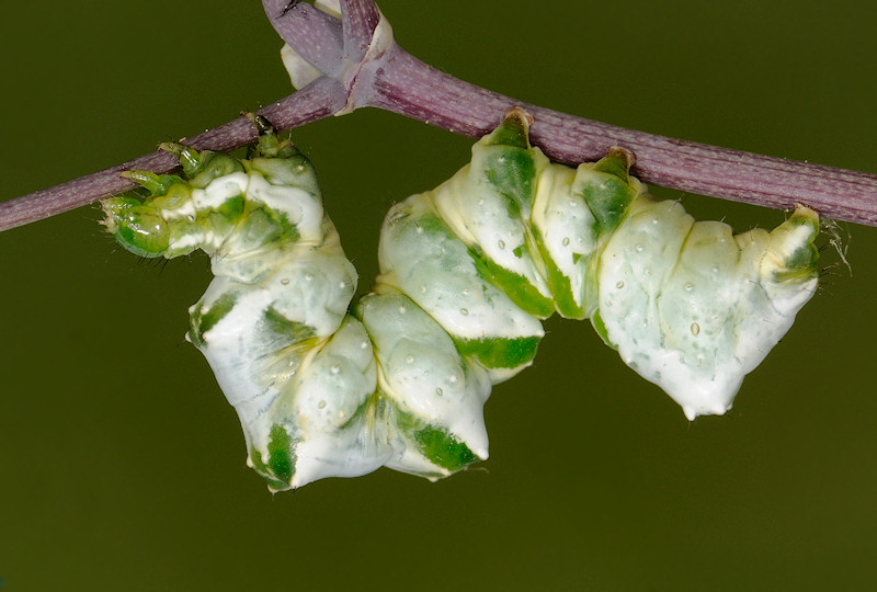 Lamprotes c-aureum che vuol dire più o meno Lucente c-dorato
