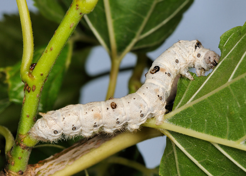 Baco da seta, Bombyx mori