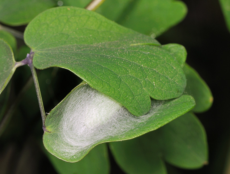 Lamprotes c-aureum che vuol dire più o meno Lucente c-dorato