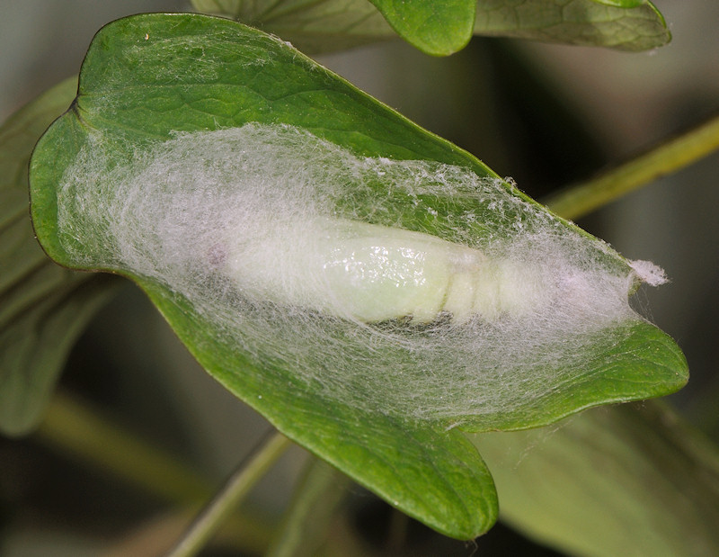 Lamprotes c-aureum che vuol dire più o meno Lucente c-dorato