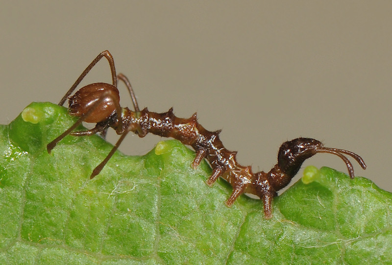 Ciclo vitale dello Stauropus fagi