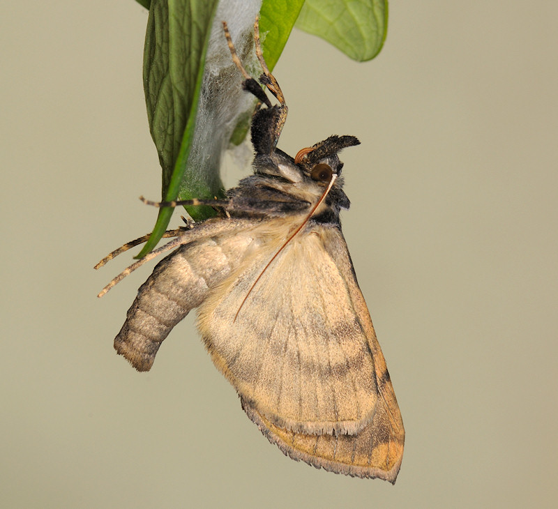 Lamprotes c-aureum che vuol dire pi o meno Lucente c-dorato