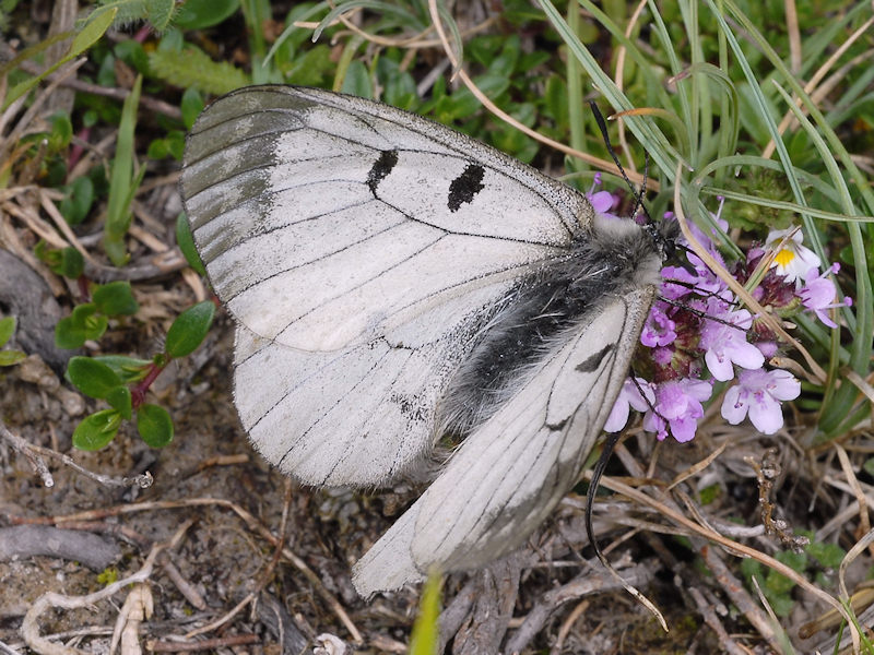 Quesito sulla Parnassius mnemosyne