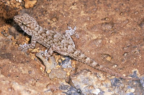 Alla ricerca dei rettili di Tenerife