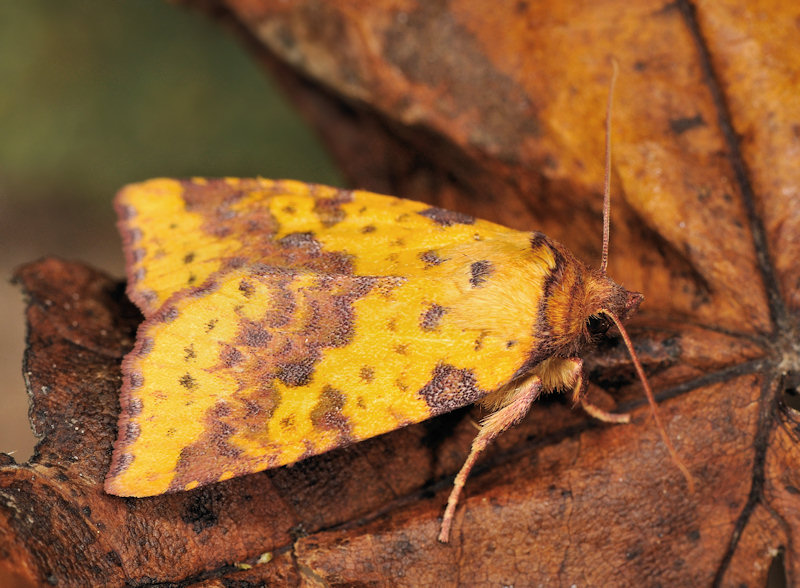 Xanthia togata (Noctuidae)