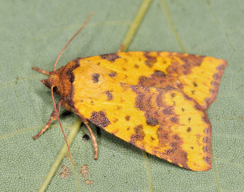 Xanthia togata (Noctuidae)