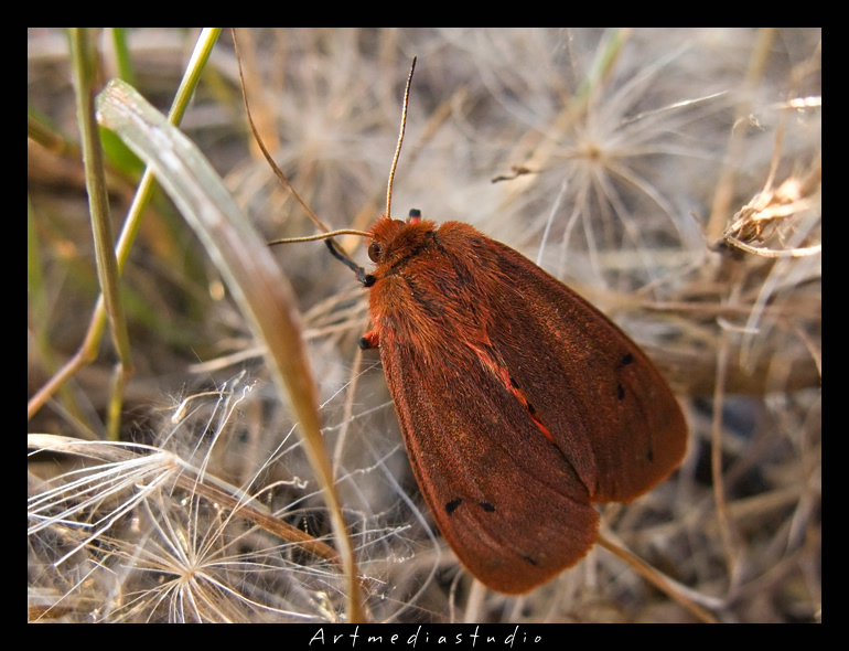 farfalla di cui non s il nome.. - Phragmatobia fuliginosa