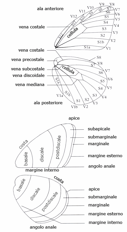 Fabriciana niobe