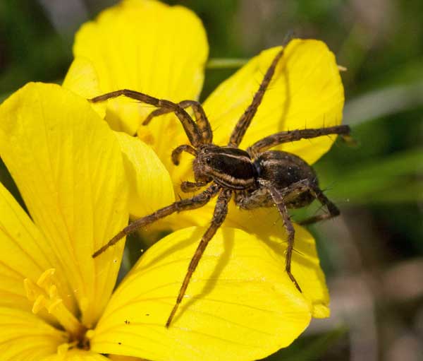 Determinazione ragni per un amico (Pardosa e Araniella)
