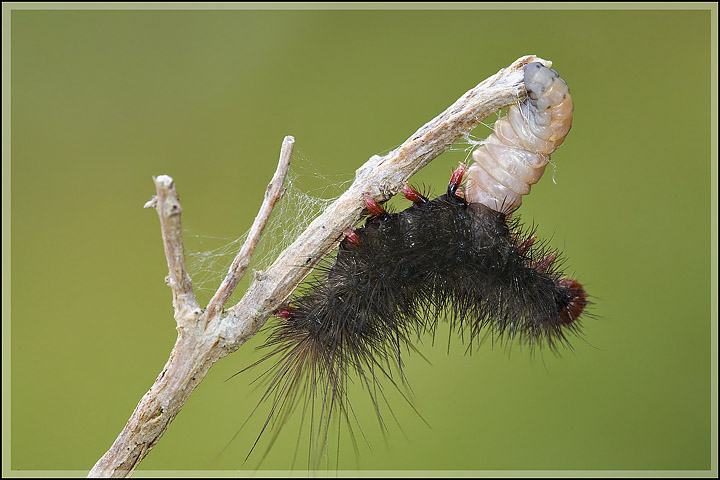Larva di Braconidae che esce da un bruco di Arctiidae