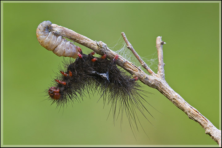 Larva di Braconidae che esce da un bruco di Arctiidae