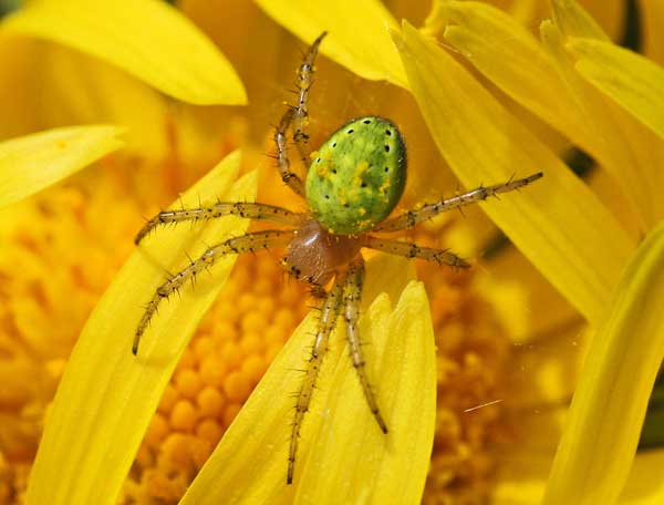 Determinazione ragni per un amico (Pardosa e Araniella)