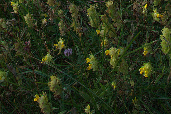 Api Giulie, 4 fiori ignoti di media montagna