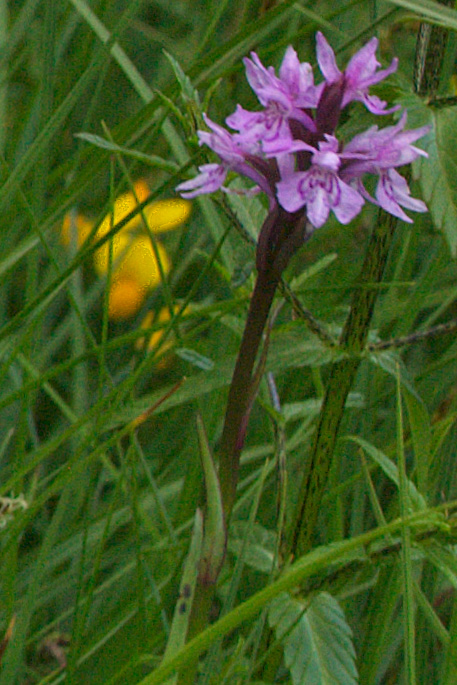 Un fiore ignoto a 1800m: Dactylorhiza fuchsii