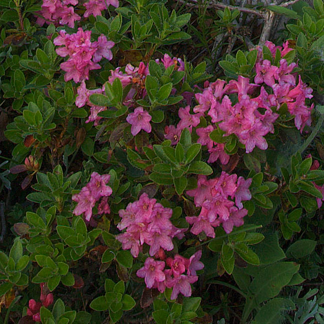 Api Giulie, 4 fiori ignoti di media montagna